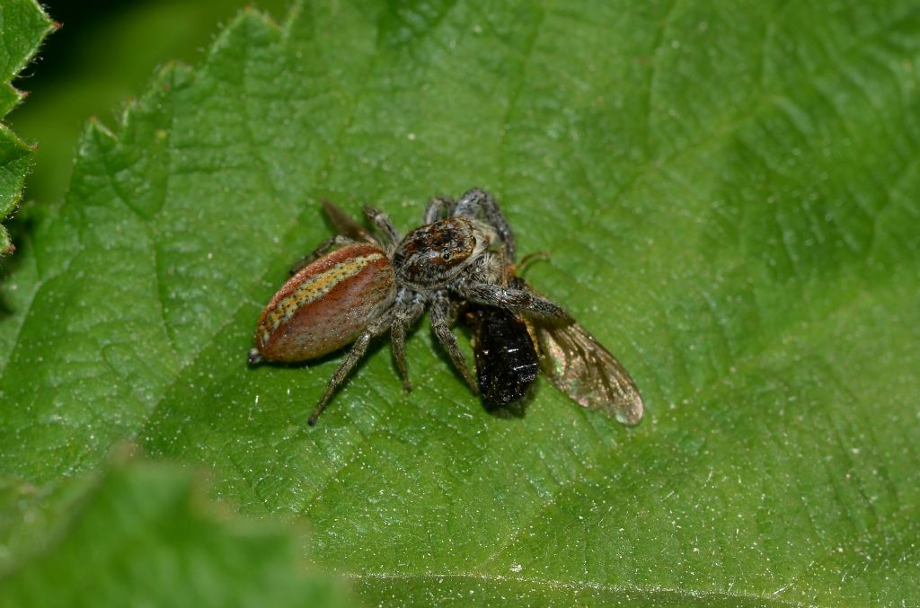 Salticidae:  Marpissa pomatia  - Grosseto